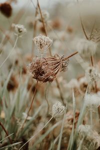 Close-up of wilted plant