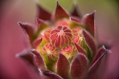 Close-up of flowering plant