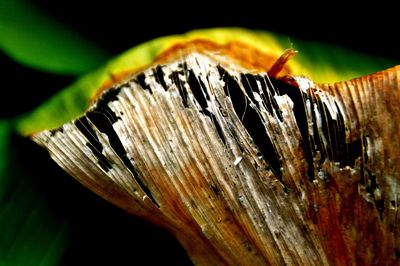 Close-up of insect on wood