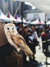 Close-up of owl perching outdoors