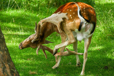 Side view of giraffe on field