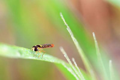 Close-up of insect on plant