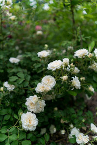Close-up of white flowers blooming outdoors