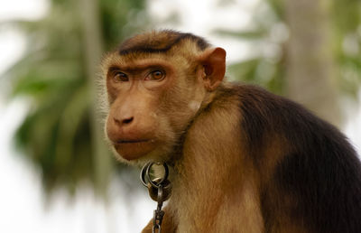 Close-up of monkey