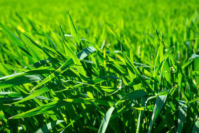 Young wheat field in spring, seedlings growing in a soil. green wheat field, prouts of wheat