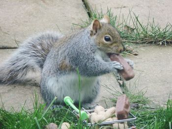Close-up of squirrel sitting on grass