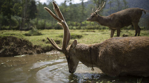 Deer in a lake