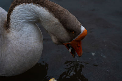 Close-up of swan swimming in lake