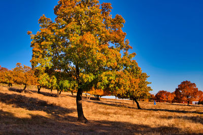 Trees on field against clear blue sky during autumn