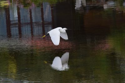White swan flying over lake