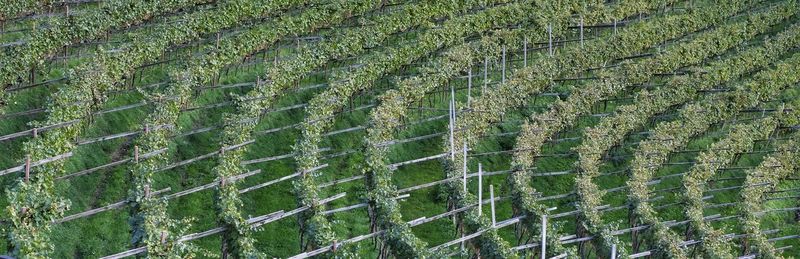 Full frame shot of agricultural field