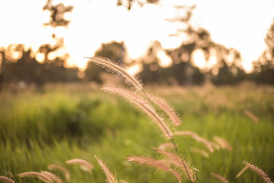 Close-up of stalks in field against sky