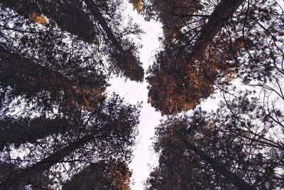 Low angle view of trees in forest against sky