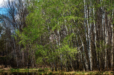 Full frame shot of tree trunk