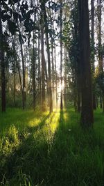 Sunlight streaming through trees in forest