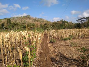 Plants growing on field against sky