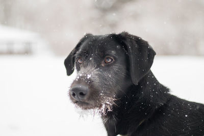 Close-up portrait of black dog