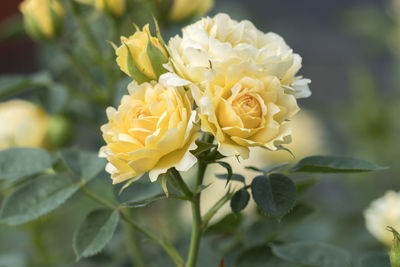 Close-up of yellow rose