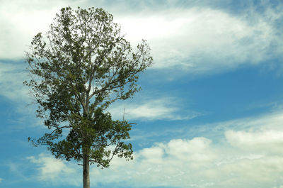 Low angle view of tree against sky