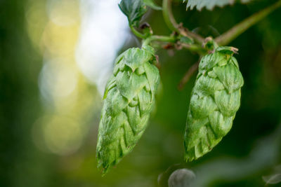 Close-up of fresh green leaf