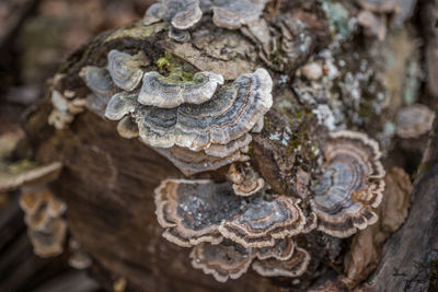 Close-up of mushrooms