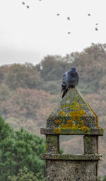 Bird perching on a rock