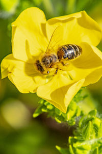 Close-up of bee pollinating on yellow flower