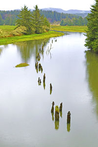 Reflection of trees in lake