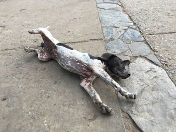 High angle view of dog