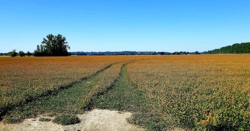 Scenic view of field against clear blue sky