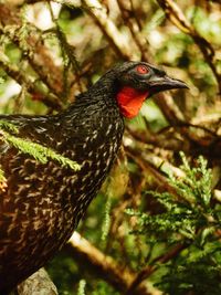 Close-up of a bird perching on branch