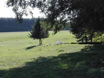 Trees on field