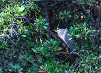 View of bird on tree branch