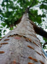 Low angle view of tree trunk