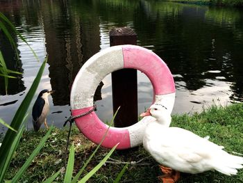 Close-up of swan in lake