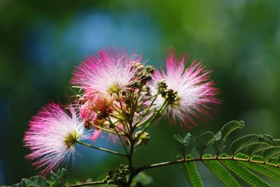 Close-up of thistle flower