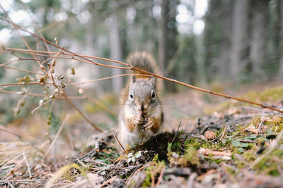 Squirrel on a tree