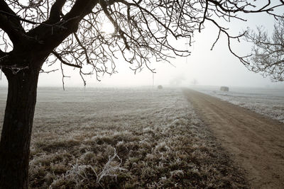 Trees on field against sky during winter