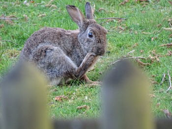 Close-up of squirrel on field