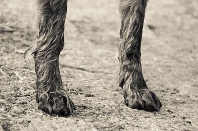 Low section of horse on field