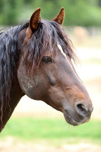 Close-up of horse on field