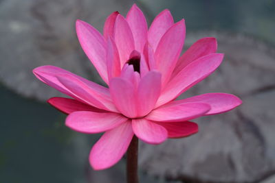 Close-up of pink flower blooming outdoors