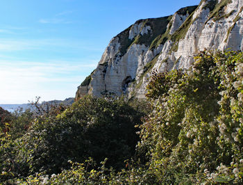 Low angle view of rock formation amidst trees against sky