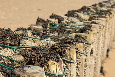 Close-up of an animal on beach