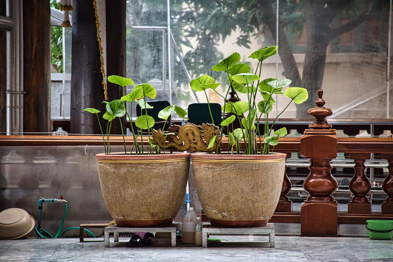 POTTED PLANTS ON TABLE