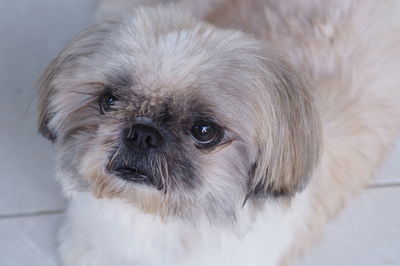Portrait of dog