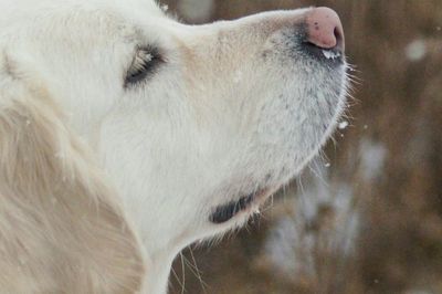 Close-up of dog