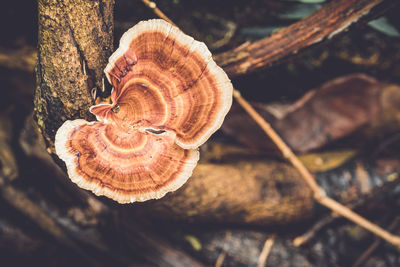 Close-up of snail on tree trunk