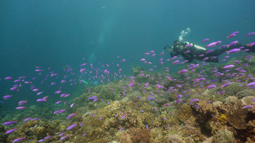 Tropical colorful underwater seascape with coral reef. 