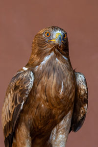 Close-up of eagle against gray background
